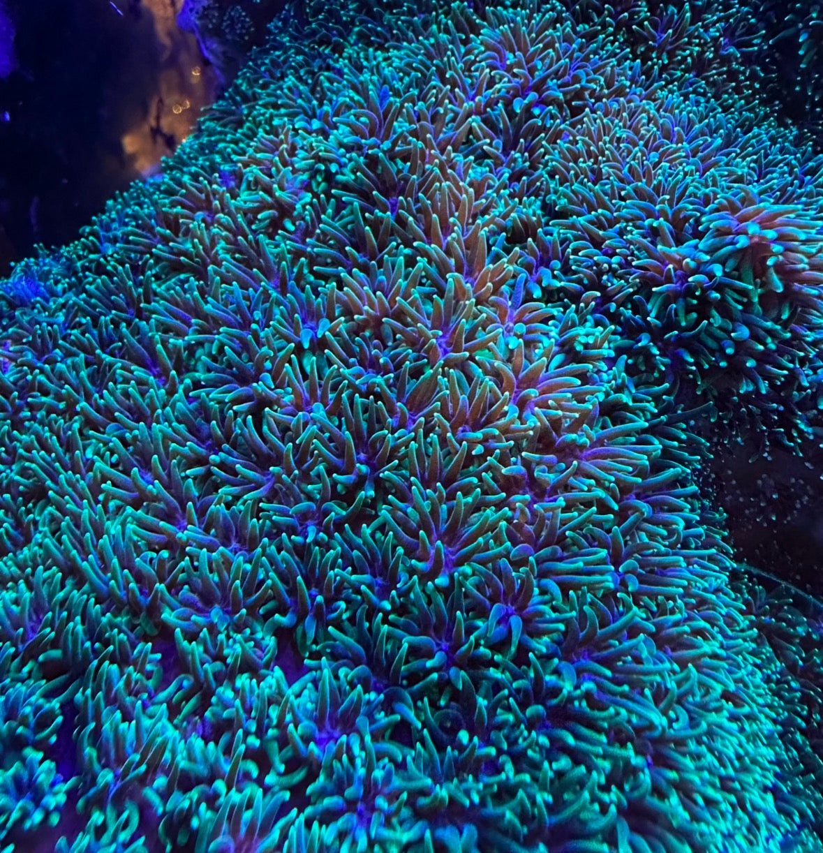 LPS & Soft Corals