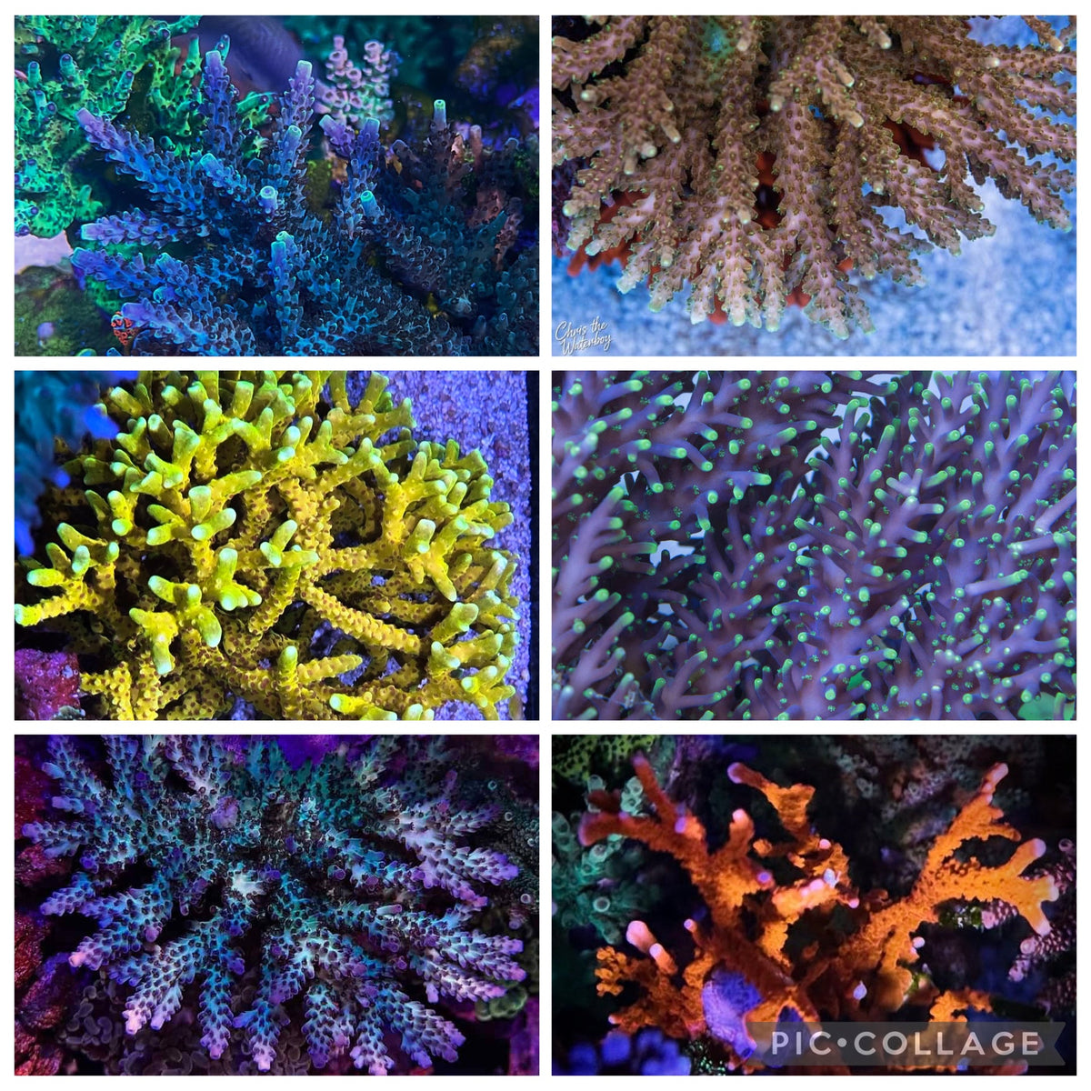 Frag Packs (FREE SHIPPING)