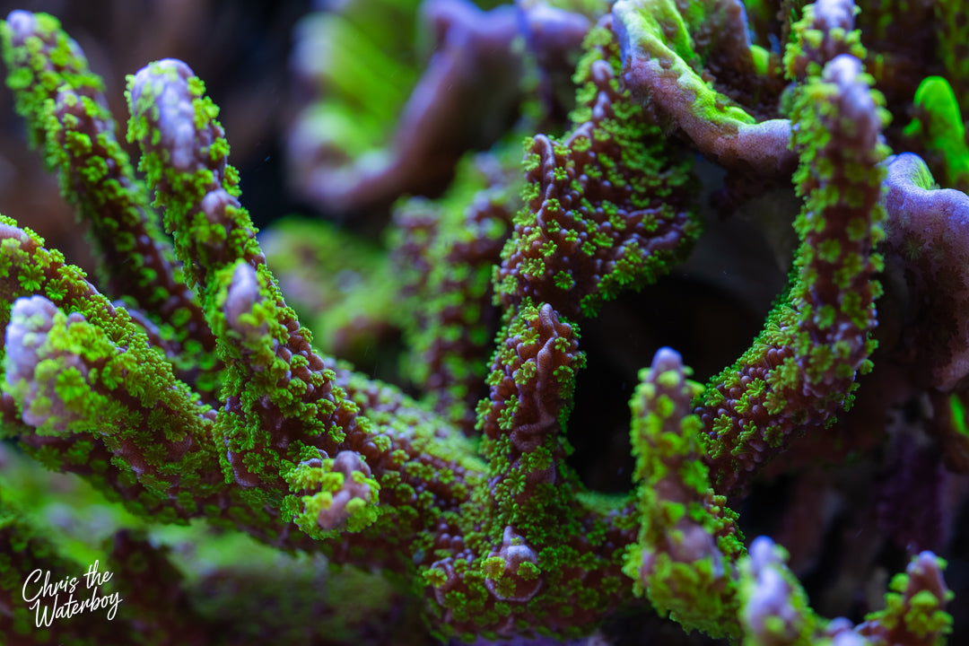 Montipora