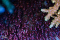 TSA Fruity Pebbles (Frag)