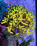 (PREORDER) RRC Goldenrod Anacropora (Frag)