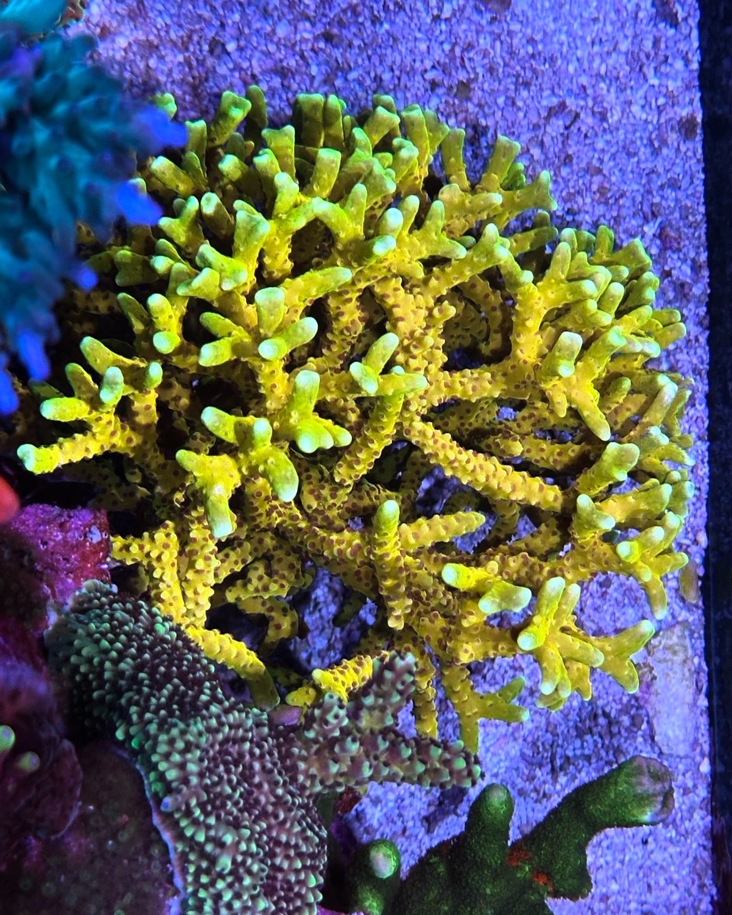 (PREORDER) RRC Goldenrod Anacropora (Frag)