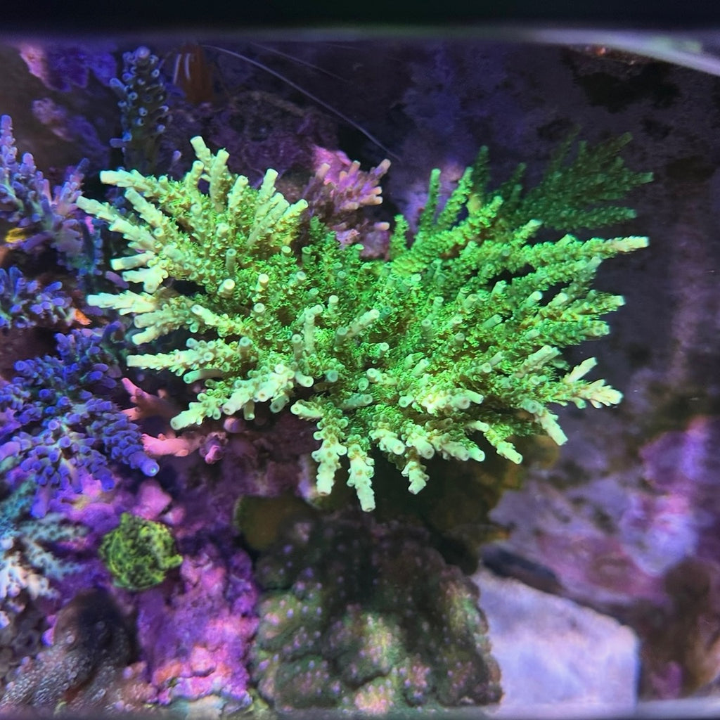 ATL Ultimate Green Tenuis (Frag)