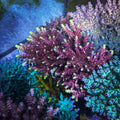 JF Fox Flame (Frag)