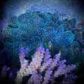 (PREORDER) BC Rainbow Stylo (Frag)