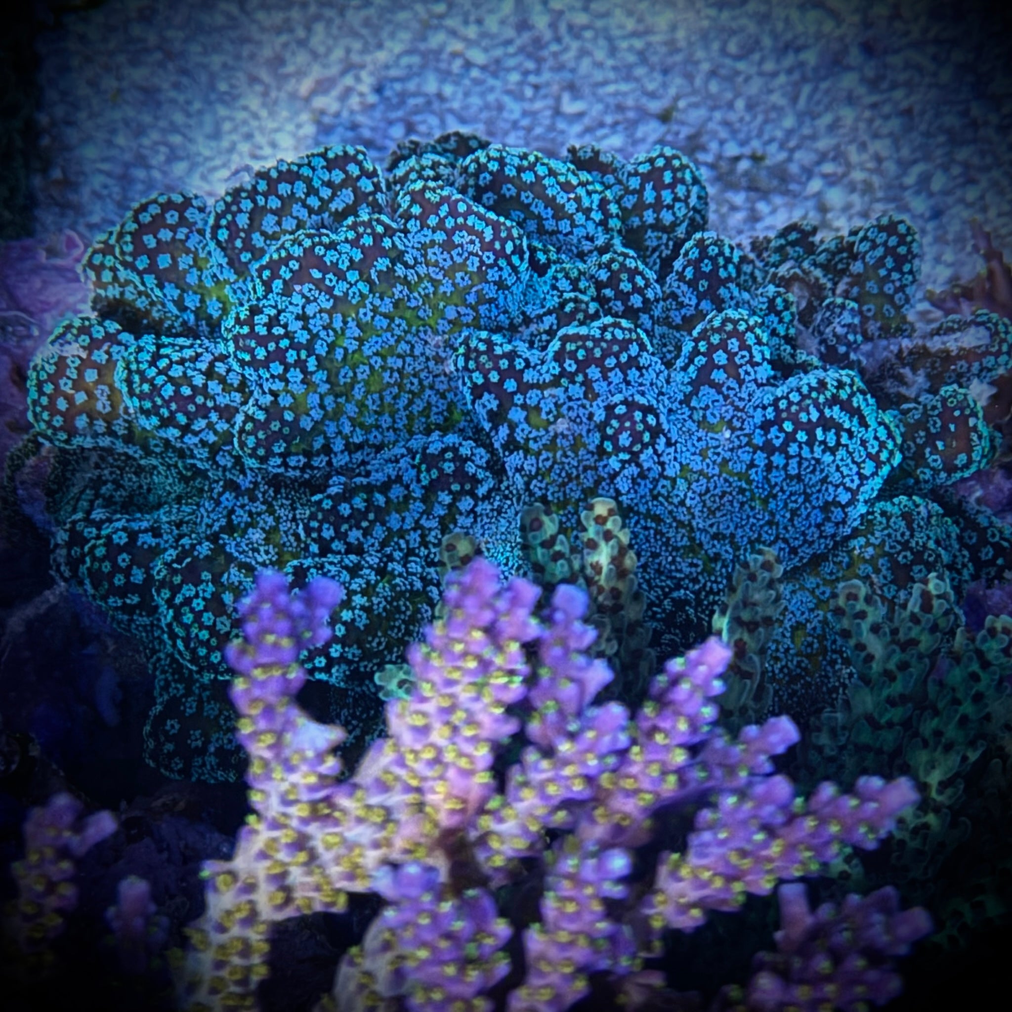 (PREORDER) BC Rainbow Stylo (Frag)