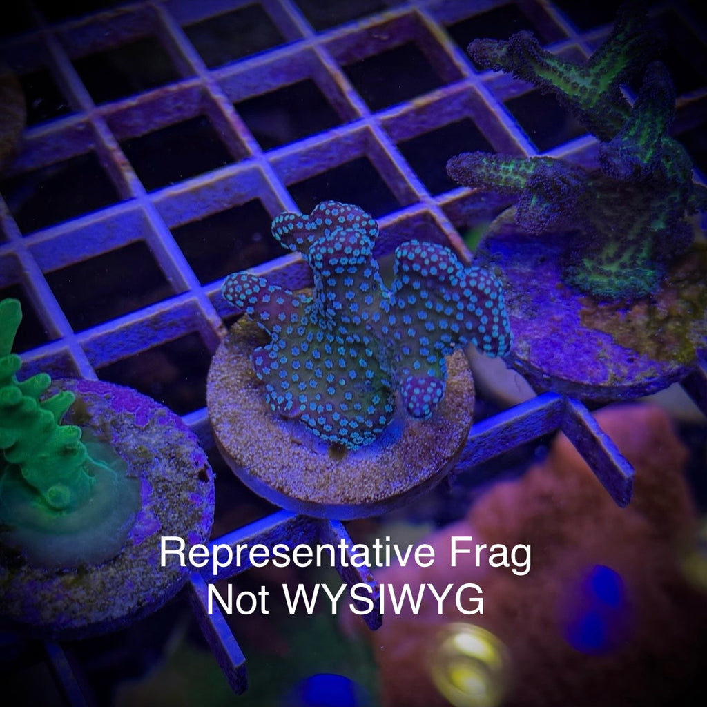 (PREORDER) BC Rainbow Stylo (Frag)