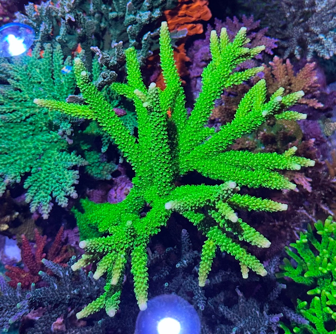 (PREORDER) OG Bali Green Slimer (Frag)