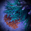 SSC Blue Bottlebrush (Frag)