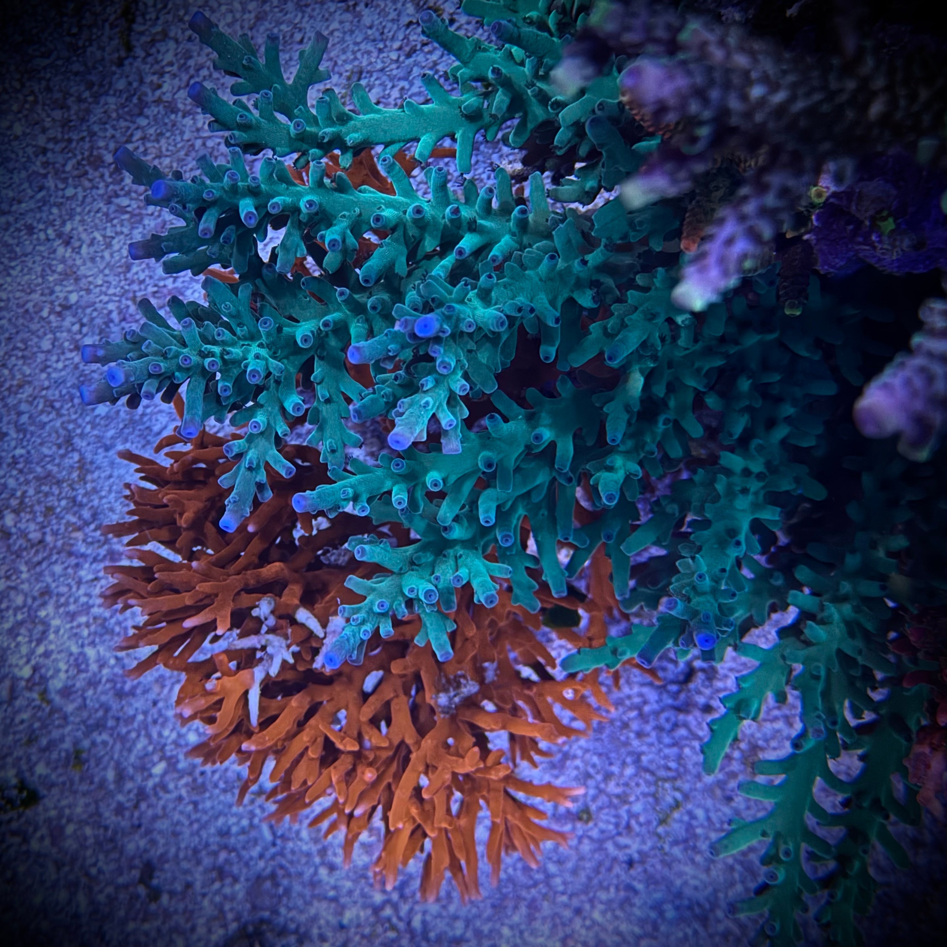 SSC Blue Bottlebrush (Frag)