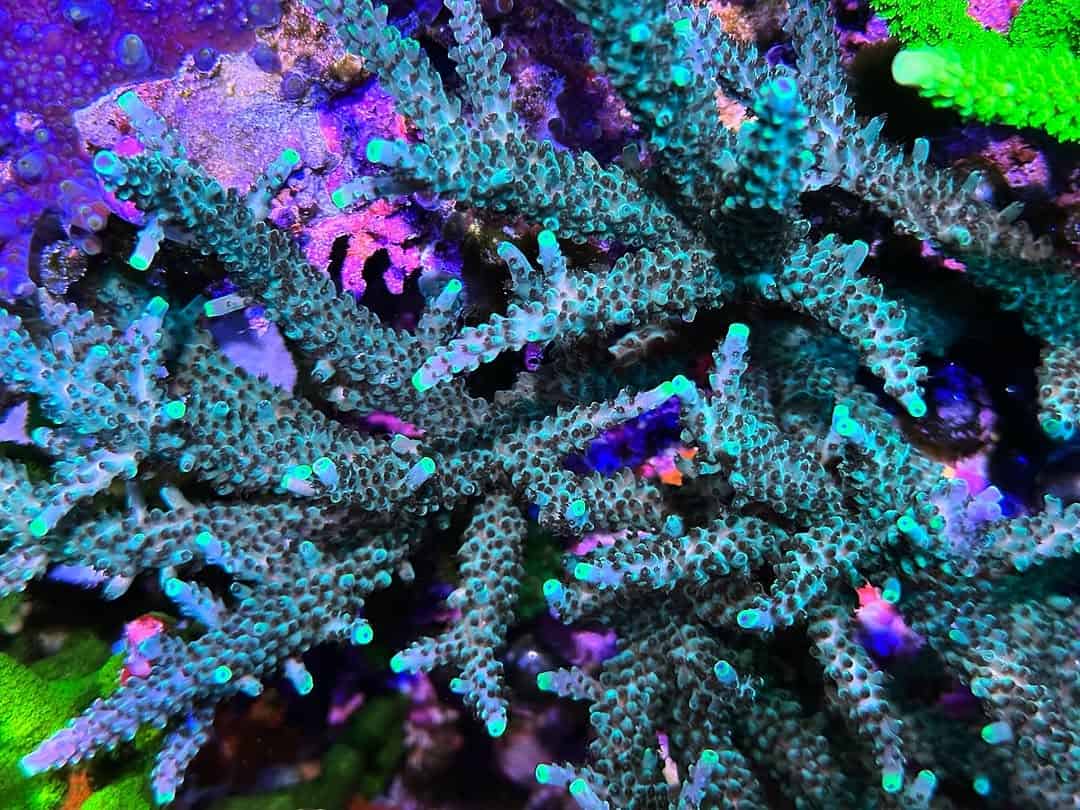 Blue Stag (Frag)