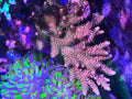 (PREORDER) "Bubblegum Style" Millepora (Frag)