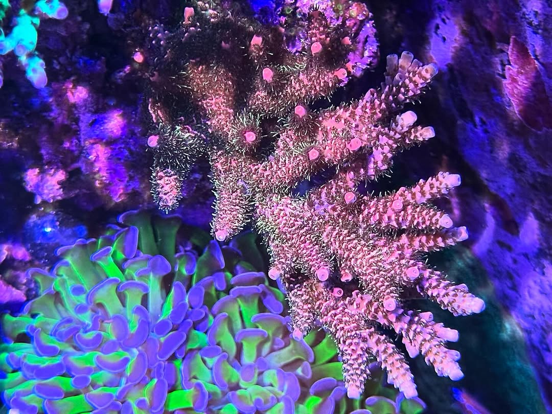 "Bubblegum Style" Mille (Frag)