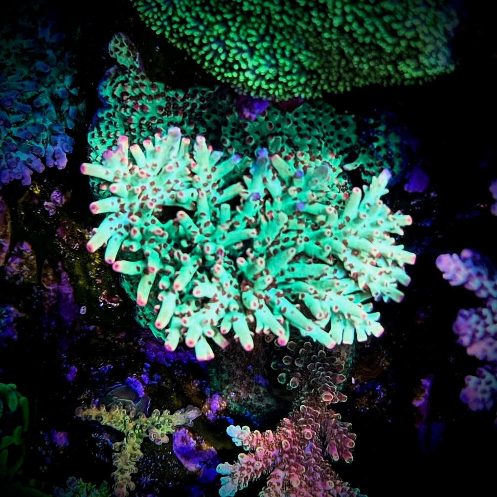 WWC Striptease (Frag)