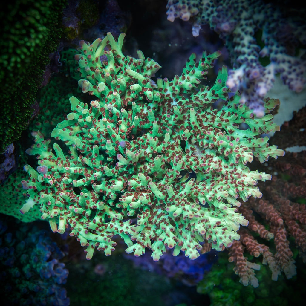WWC Striptease (Frag)