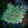 WWC Striptease (Frag)