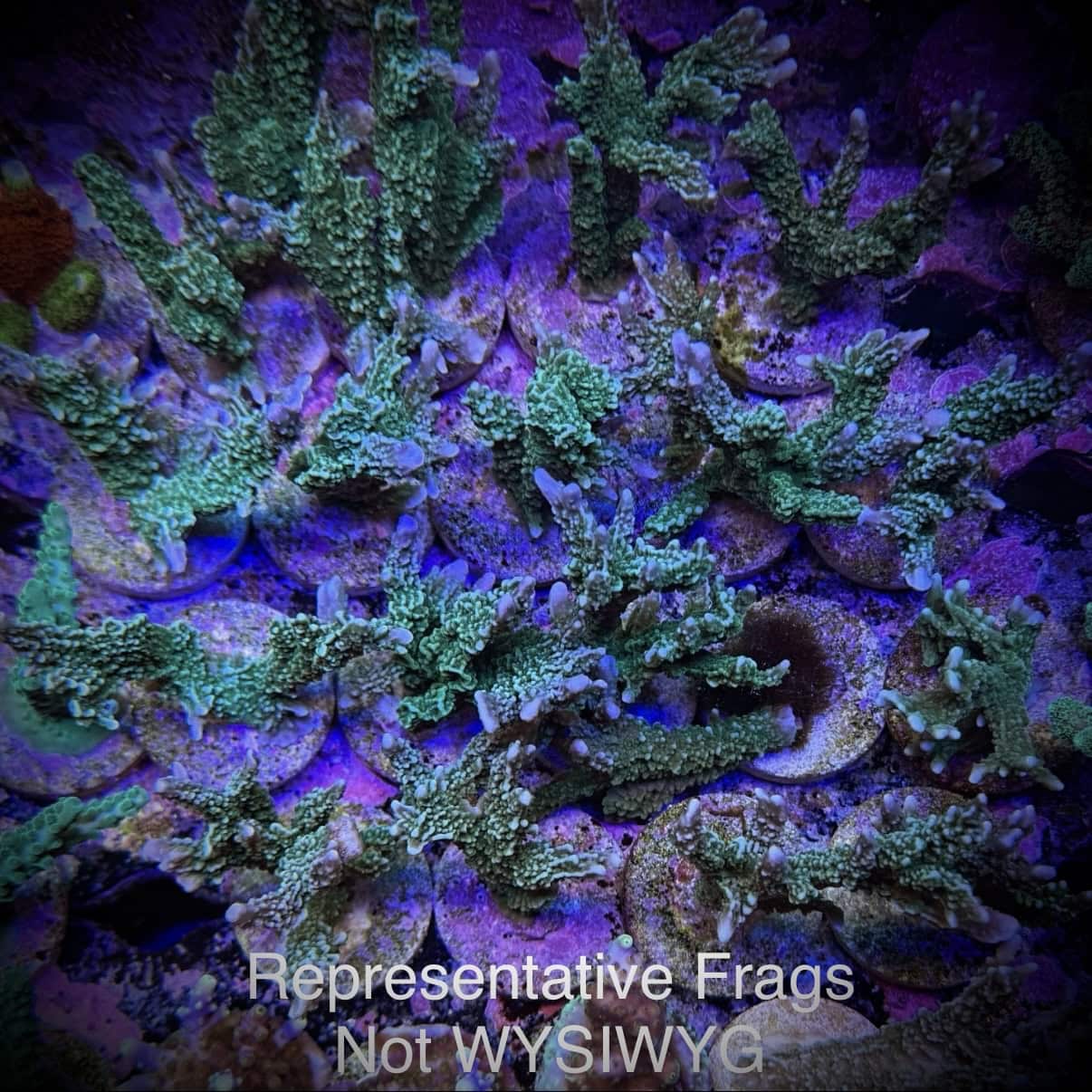 Elkhorn M. Hirsuta (Frag)