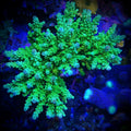 (PREORDER) ORA Frogskin (Frag)
