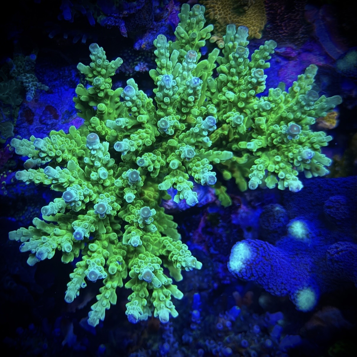 (PREORDER) ORA Frogskin (Frag)