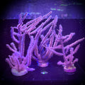 Photosynthetic Gorgonian (Frag)