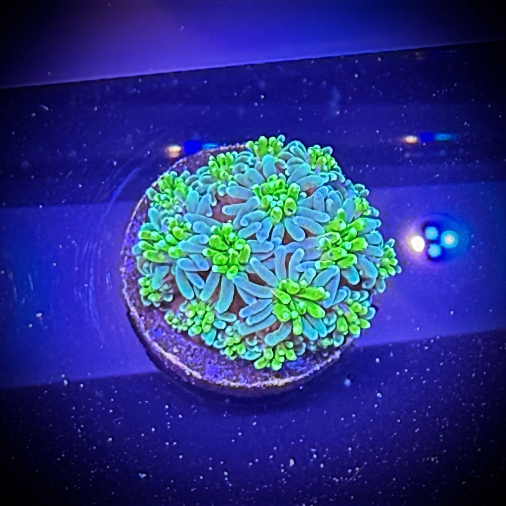 ECC Solstice Galaxea (Frag)