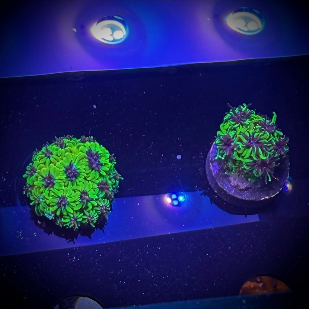 ECC Super Sonic Galaxea (Frag)