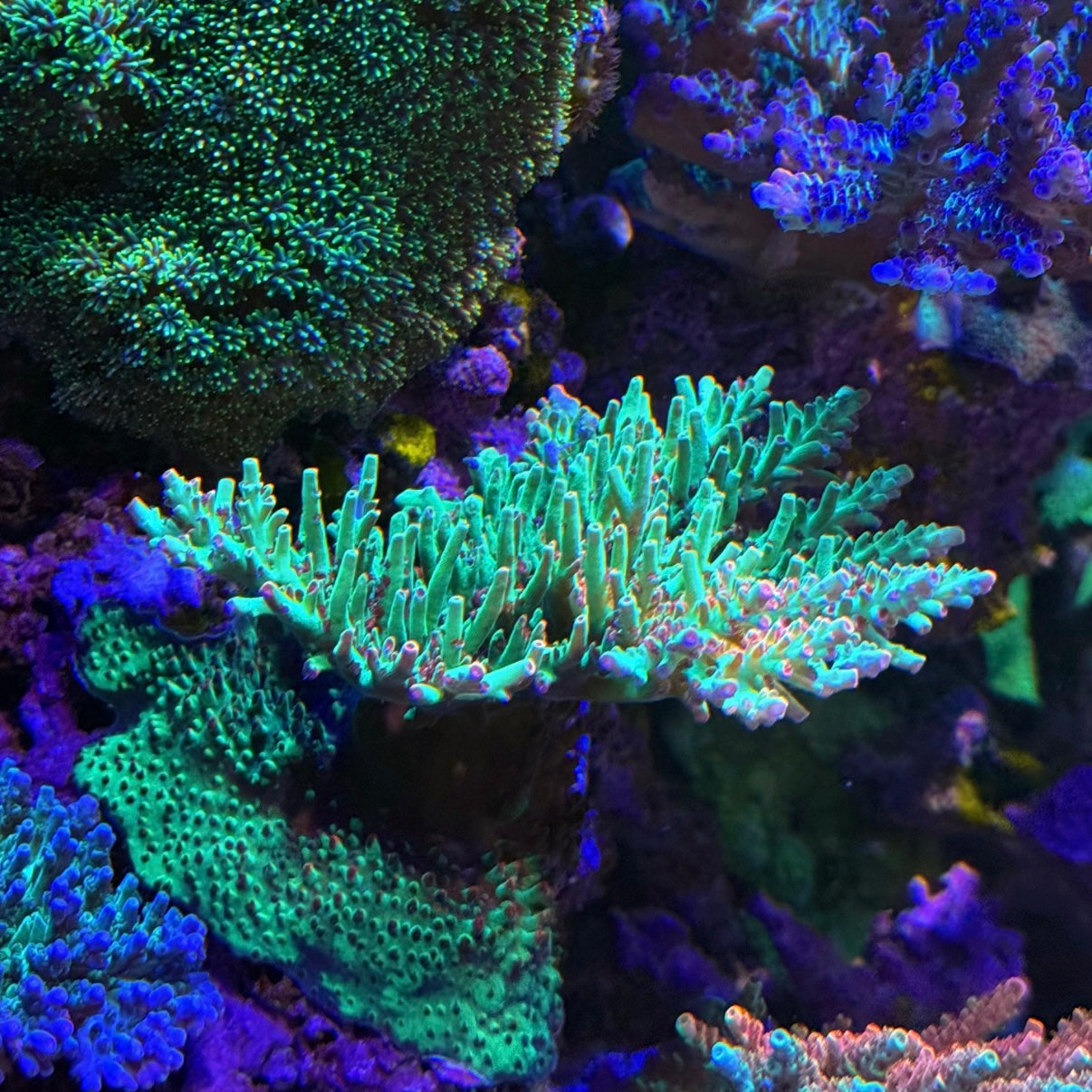 WWC Striptease (Frag)