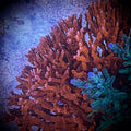 JF TNT Anacropora (Frag)