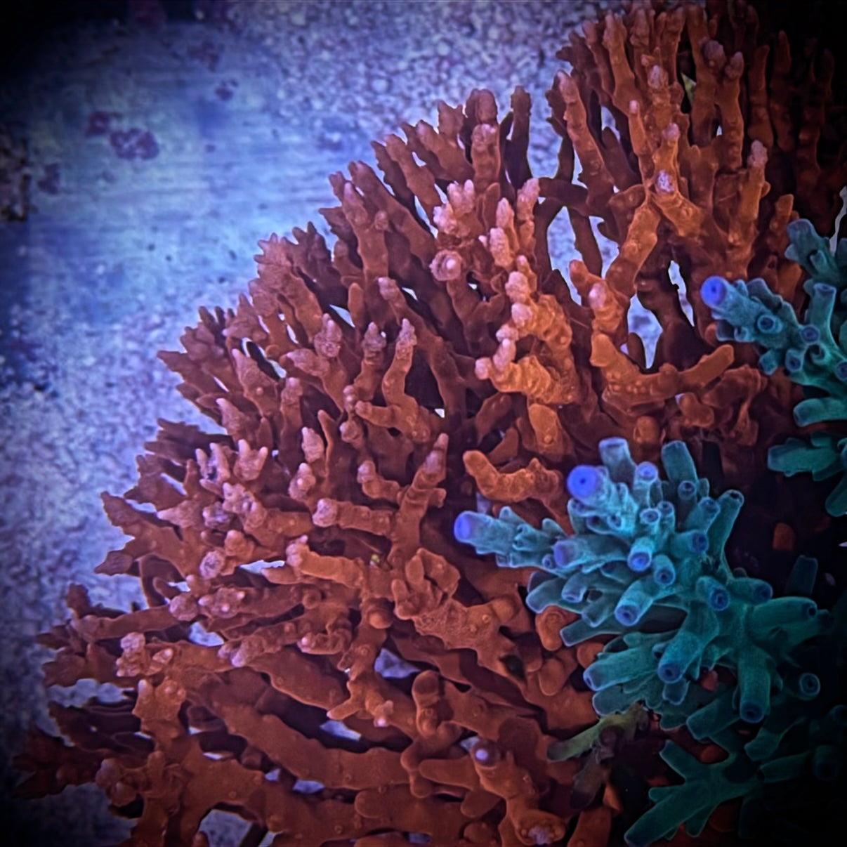 (PREORDER) JF TNT Anacropora (Frag)