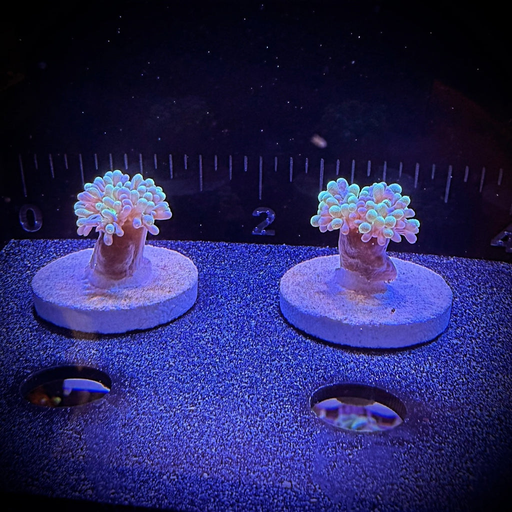 Duncan (Frag)