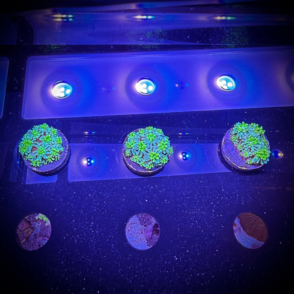 ECC Solstice Galaxea (Frag)
