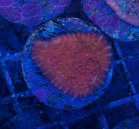 WYSIWYG Chalice #3 (Frag)