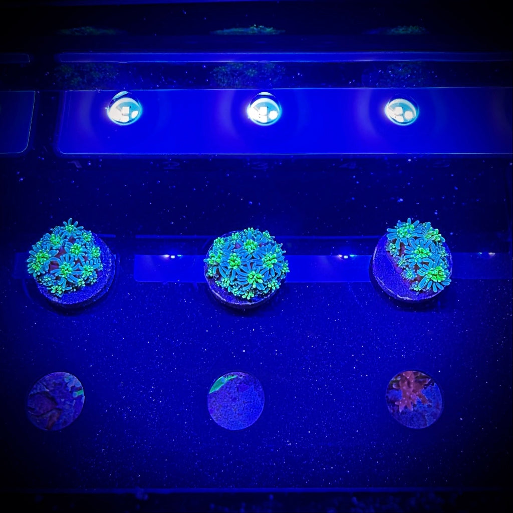 ECC Solstice Galaxea (Frag)