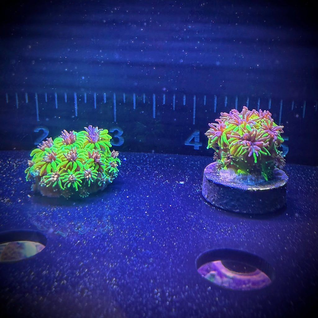 ECC Super Sonic Galaxea (Frag)