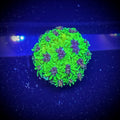 ECC Super Sonic Galaxea (Frag)