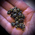 Bumblebee Snail (10 pack)