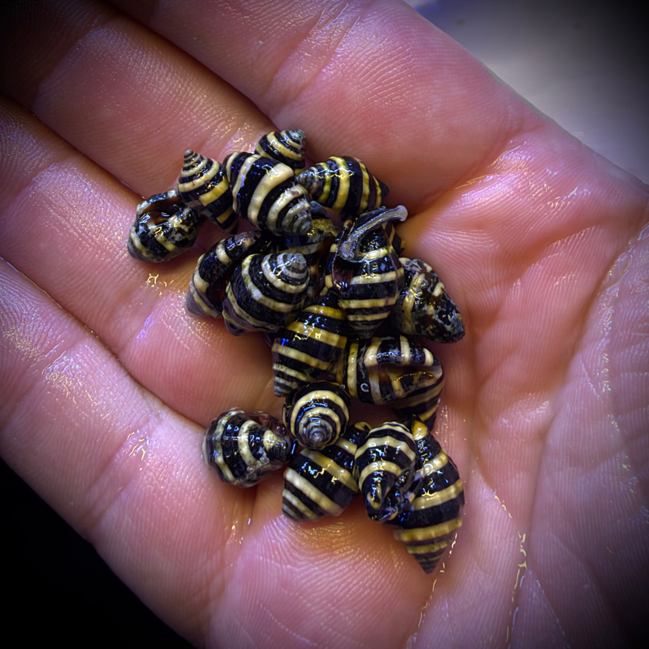 Bumblebee Snail (10 pack)