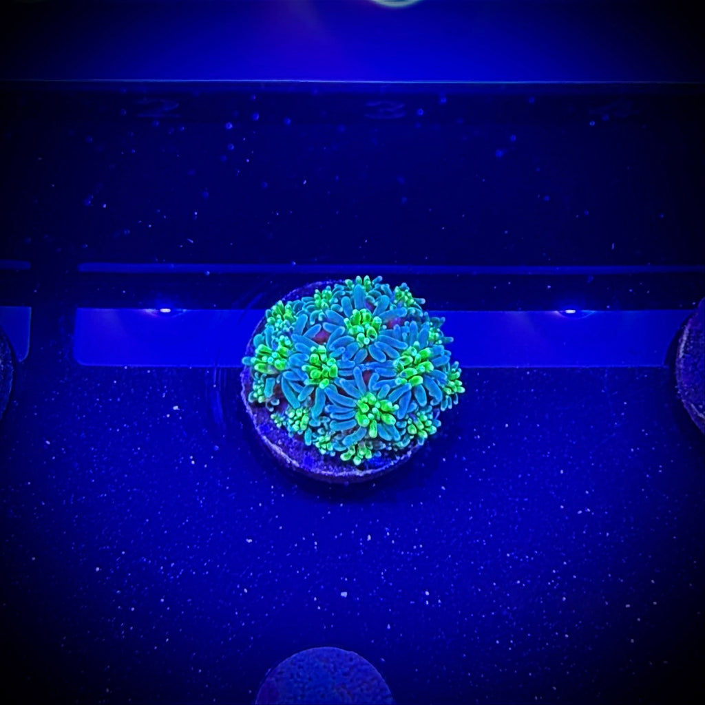 ECC Solstice Galaxea (Frag)