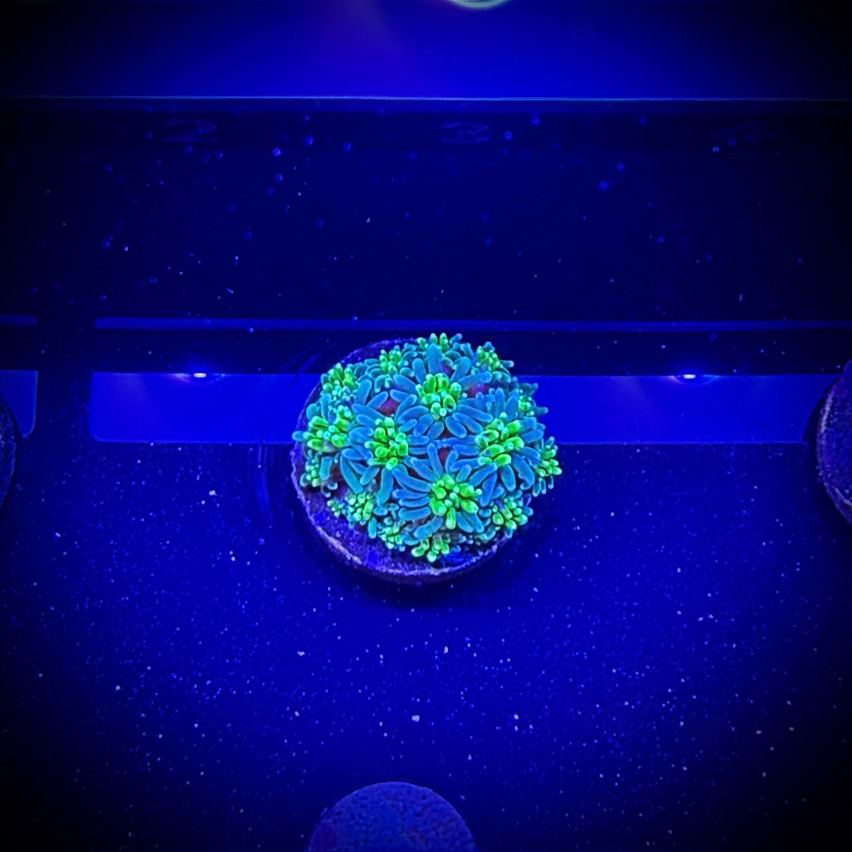 ECC Solstice Galaxea (Frag)