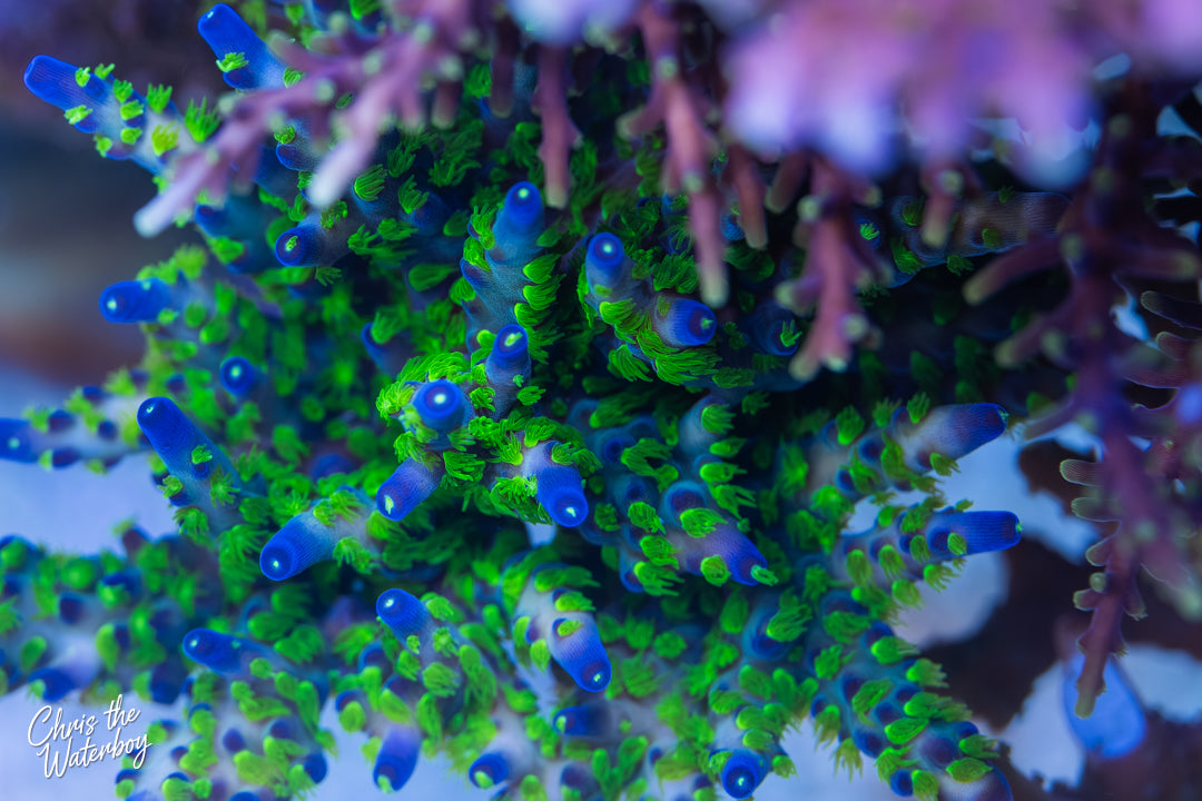 GARF Bonsai (Frag)