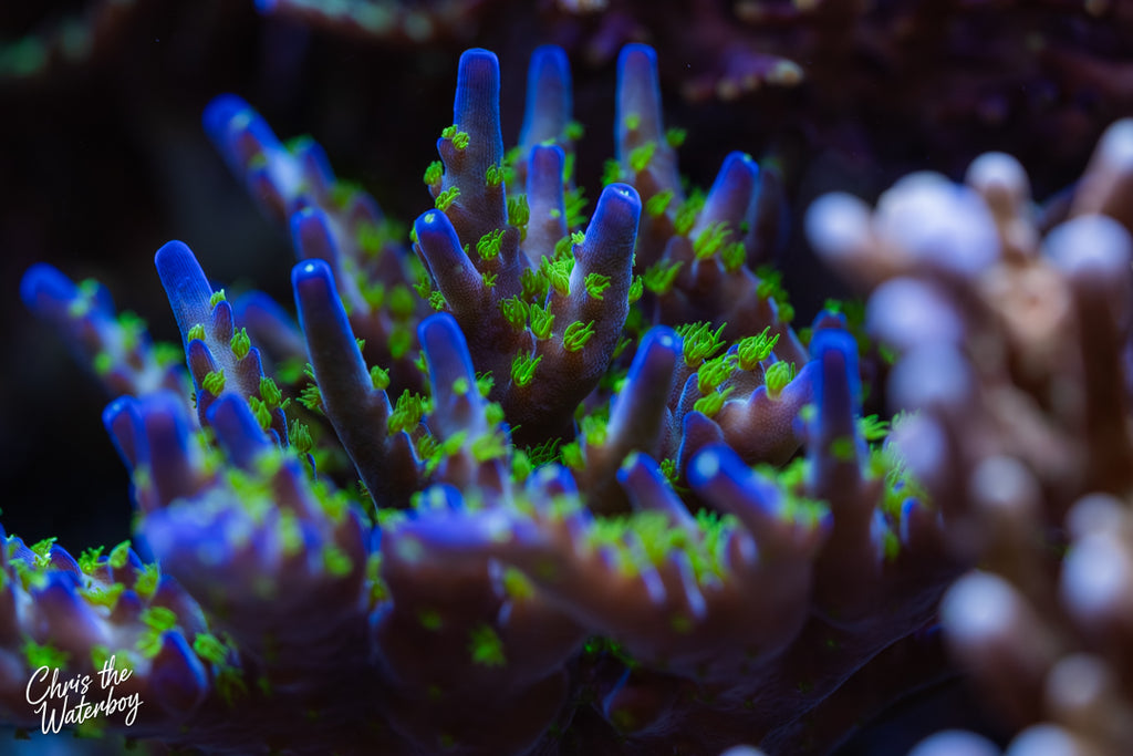 GARF Bonsai (Frag)