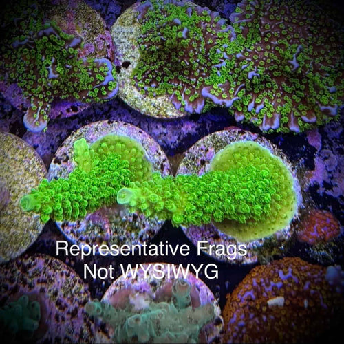 (PREORDER) OG Bali Green Slimer (Frag)