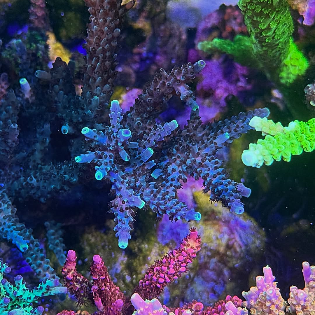 (PREORDER) Blue Stag (Frag)
