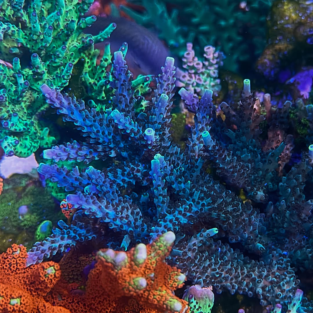 (PREORDER) Blue Stag (Frag)