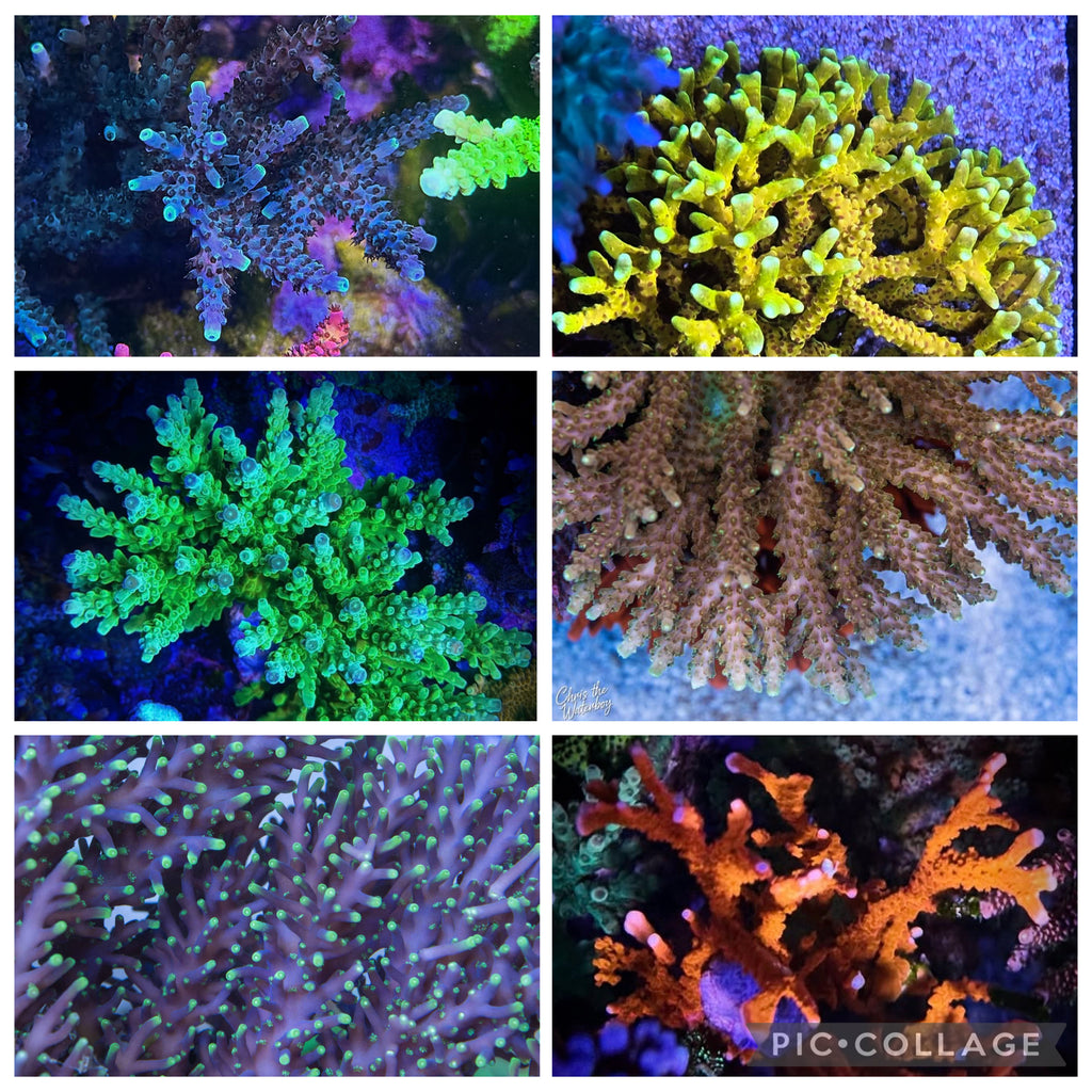 SPS 6 Pack - FREE SHIPPING