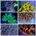SPS 6 Pack - FREE SHIPPING