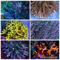"The Catalyst" - SPS 6 Pack - FREE SHIPPING