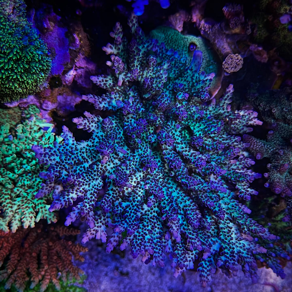 RR The Vinh (Frag)
