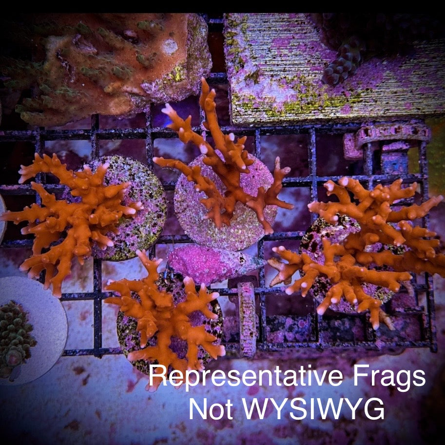 (PREORDER) JF TNT Anacropora (Frag)