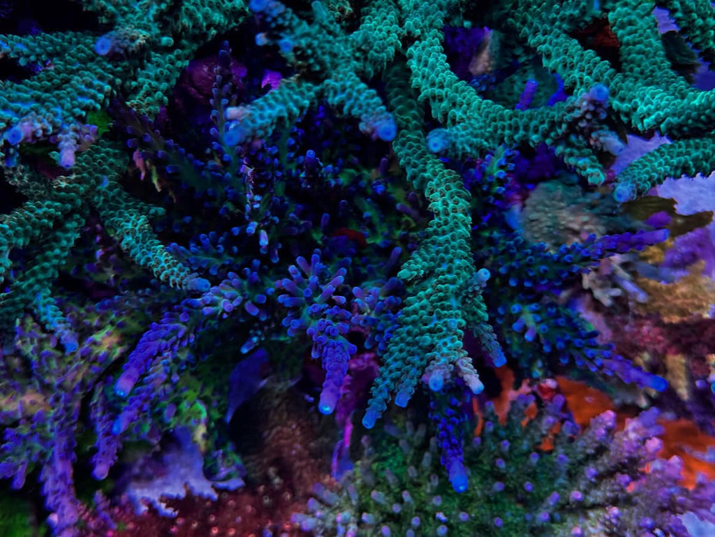 ORA/Cali Blue Tort (Frag)